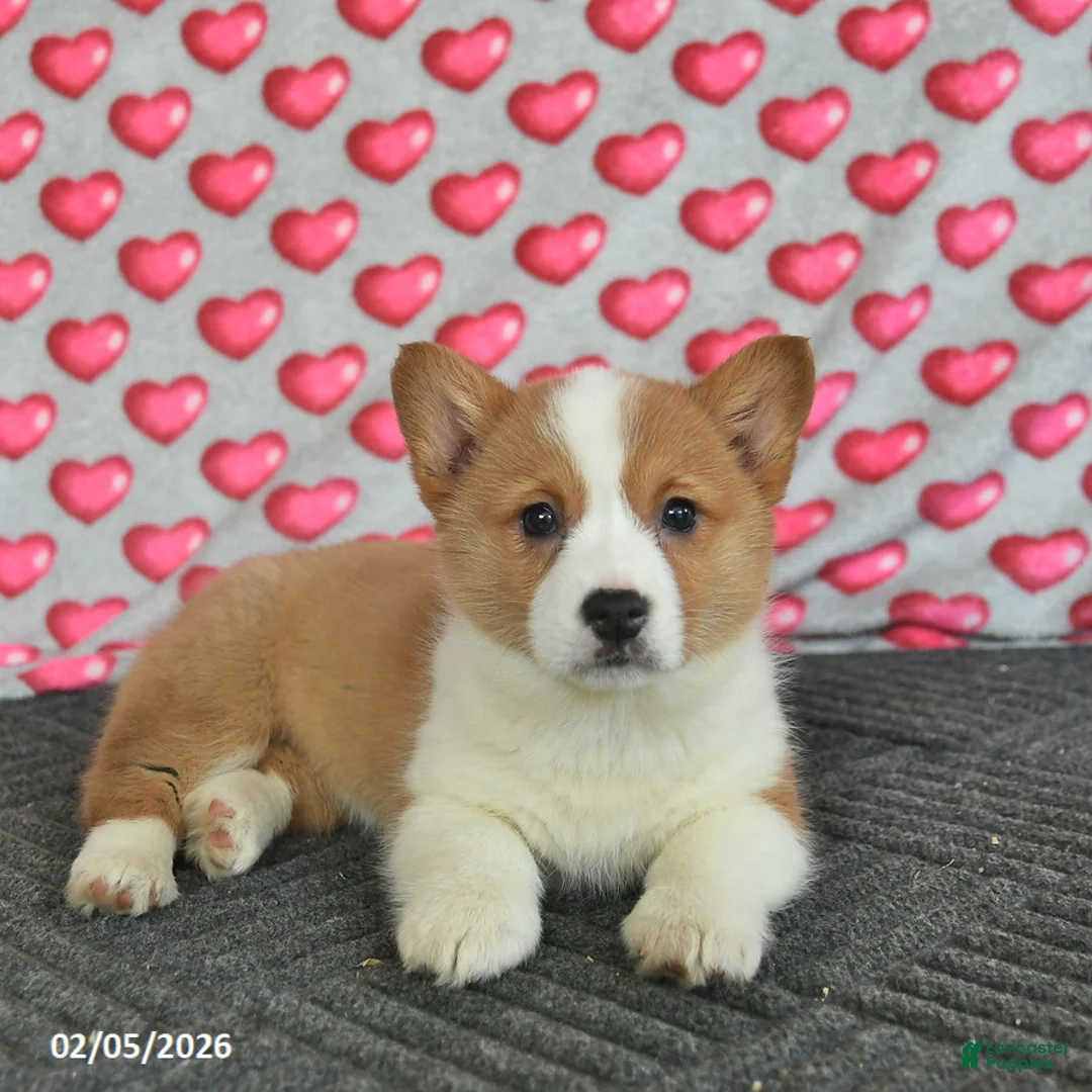 Welsh Corgi Pembroke dogs for sale: Poppy  - Ad 3