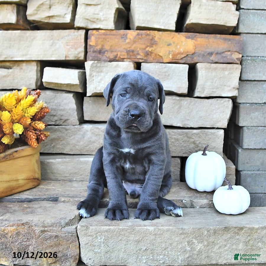Cane Corso dogs Jazz - Ad 2