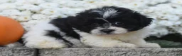 Teddy Bear dogs for sale: Arnellie - Ad 5