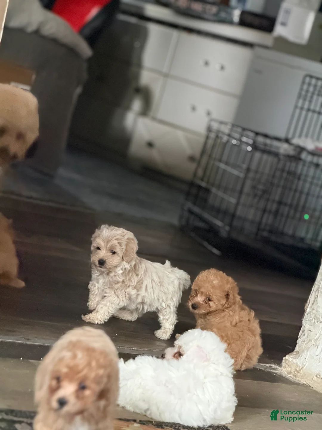 Shihpoo dogs for sale: Shihpoo 1 - chloe  - Ad 2