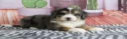Mini Bernedoodle dogs for sale: Samson - Ad 2