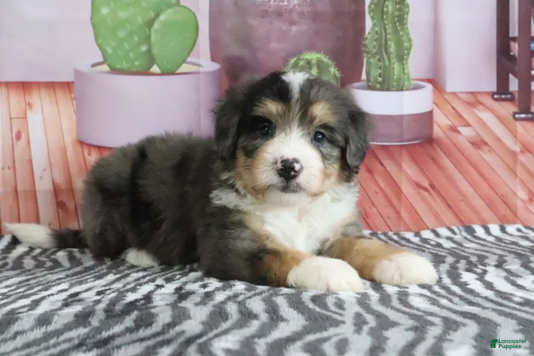 Mini Bernedoodle dogs for sale: Samson - Ad 2