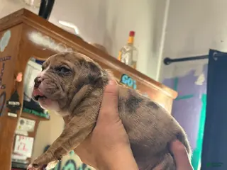 American Bully dogs American Bully Puppy 2 - Ad 23