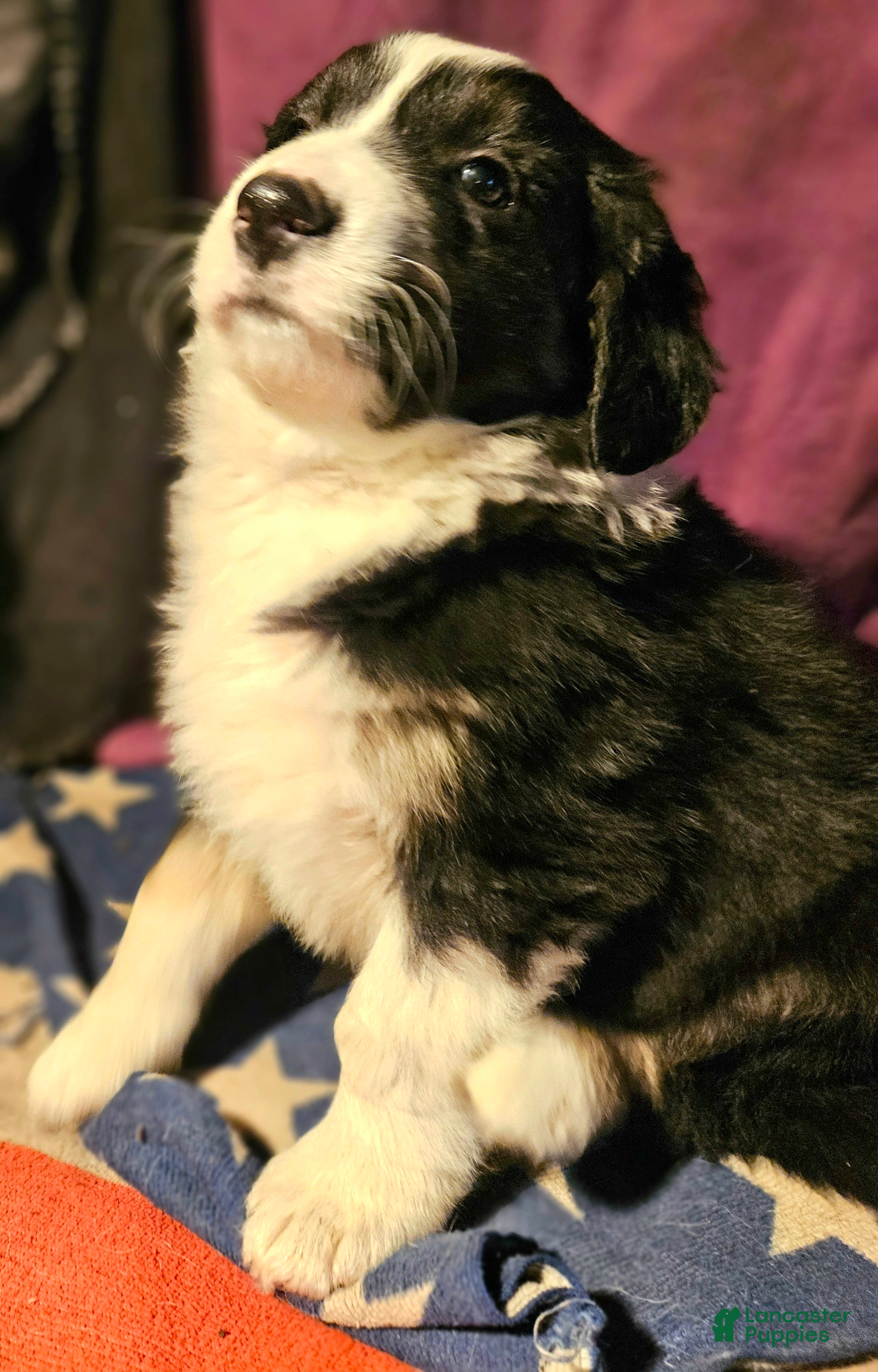 Border Collie dogs Elfrank (Call-Text) - Ad 10