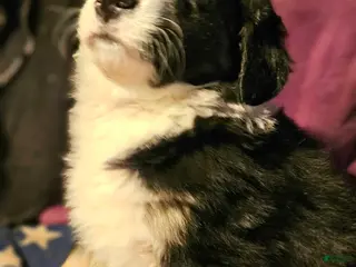 Border Collie dogs Elfrank (Call-Text) - Ad 10