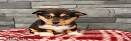 Welsh Corgi Pembroke dogs for sale: Daisy - Ad 1