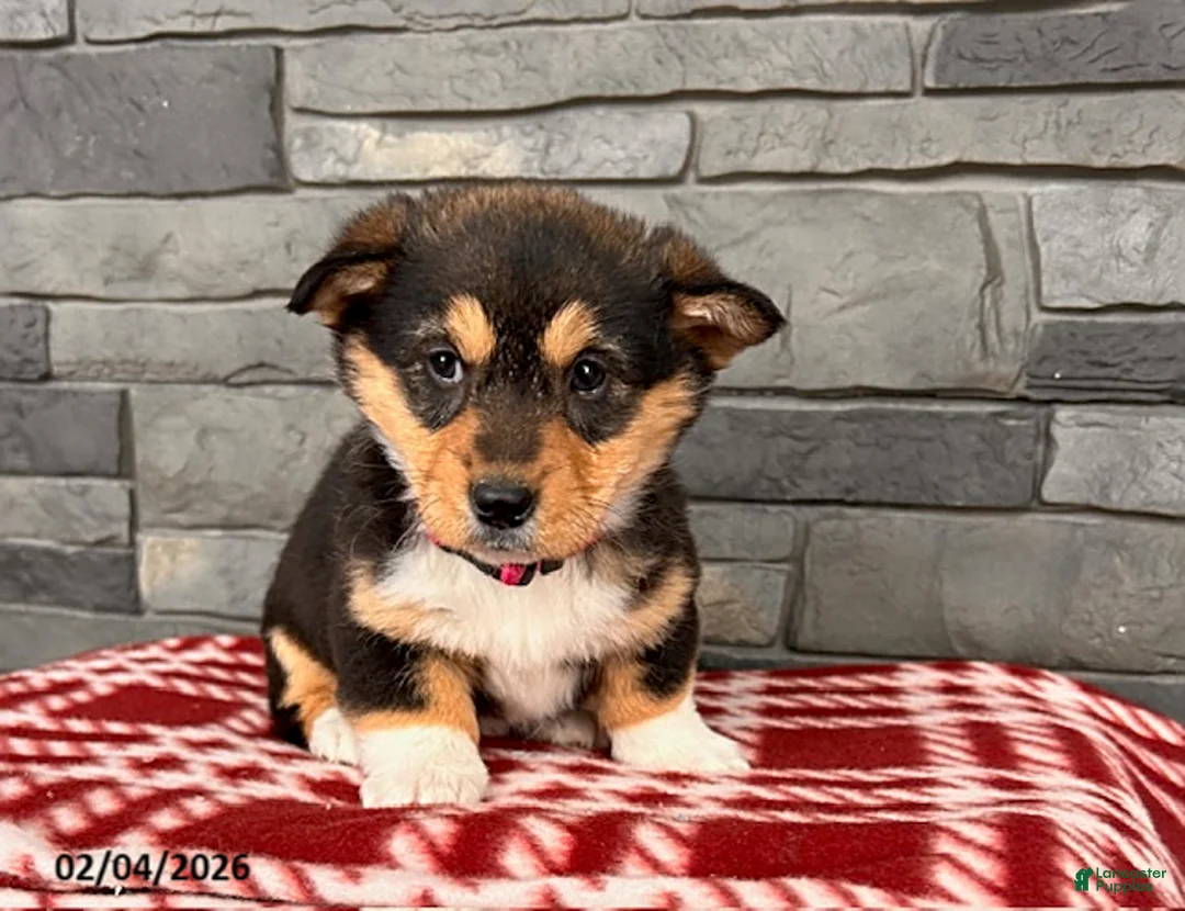 Welsh Corgi Pembroke dogs for sale: Daisy - Ad 1