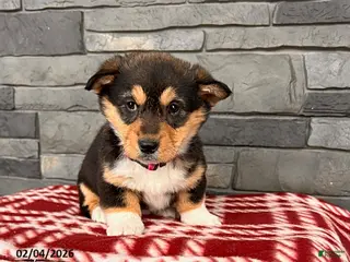 Welsh Corgi Pembroke dogs Daisy - Ad 39