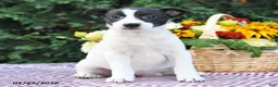 Mixed Breed dogs for sale: Chelsy - Ad 3