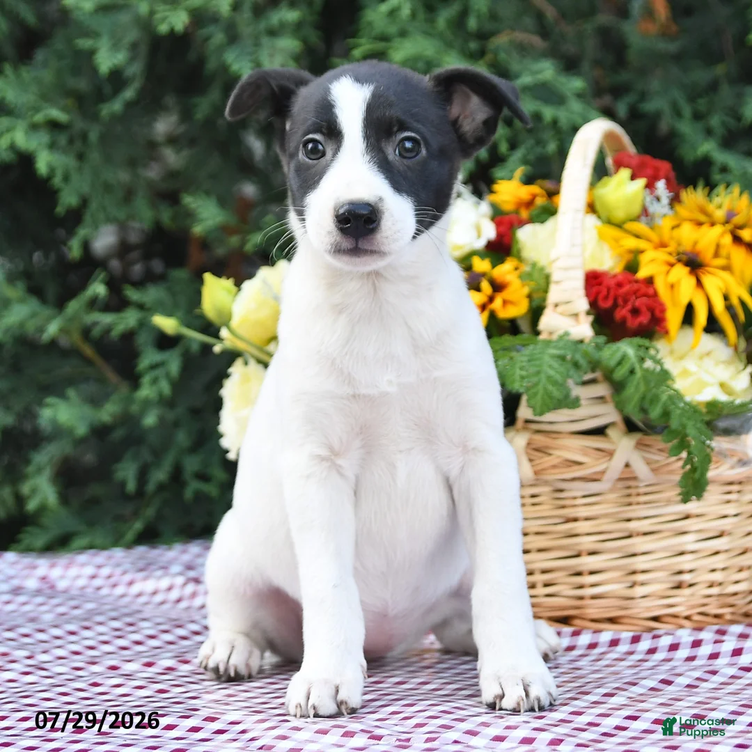 Mixed Breed dogs for sale: Chelsy - Ad 3