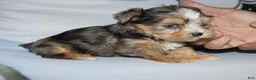 Yorkshire Terrier dogs for sale: Eli - merle parti - Ad 5