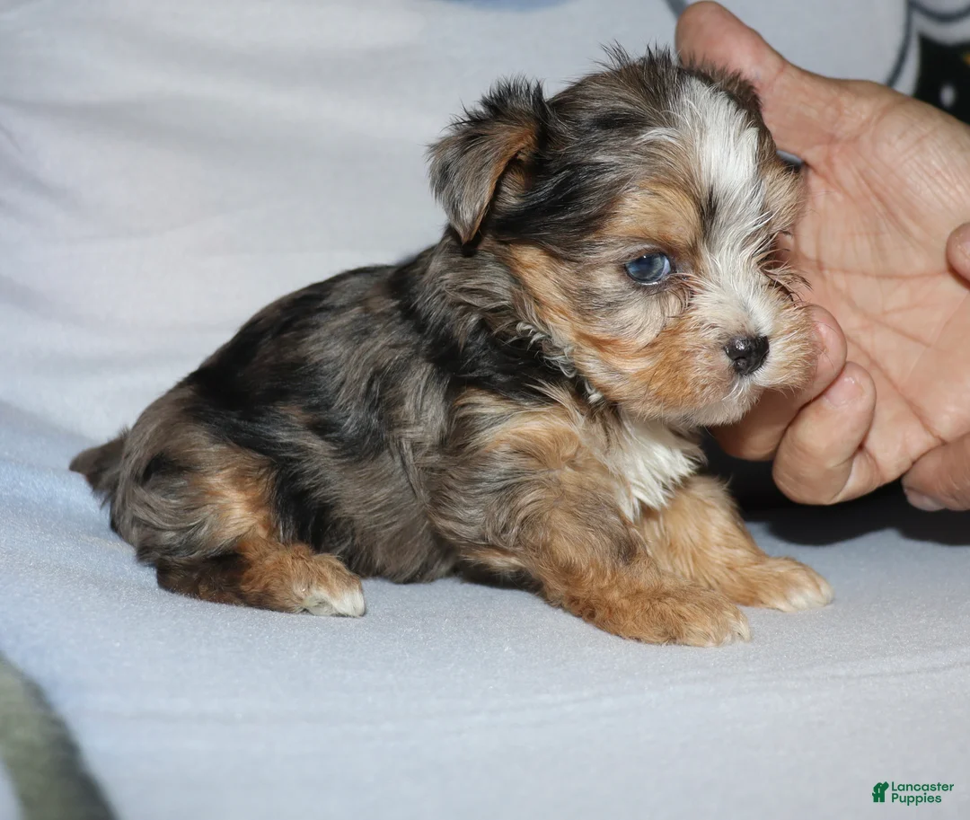 Yorkshire Terrier dogs for sale: Eli - merle parti - Ad 5
