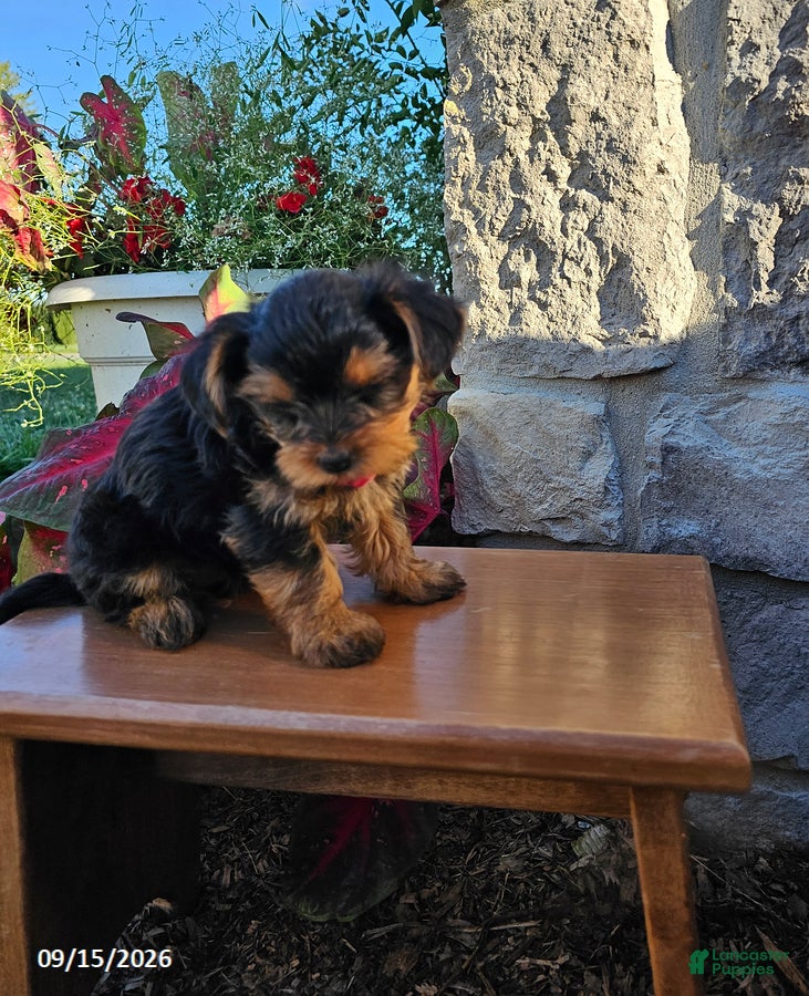 Yorkiepoo dogs Marble - Ad 2