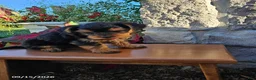 Yorkiepoo dogs for sale: Marble - Ad 2