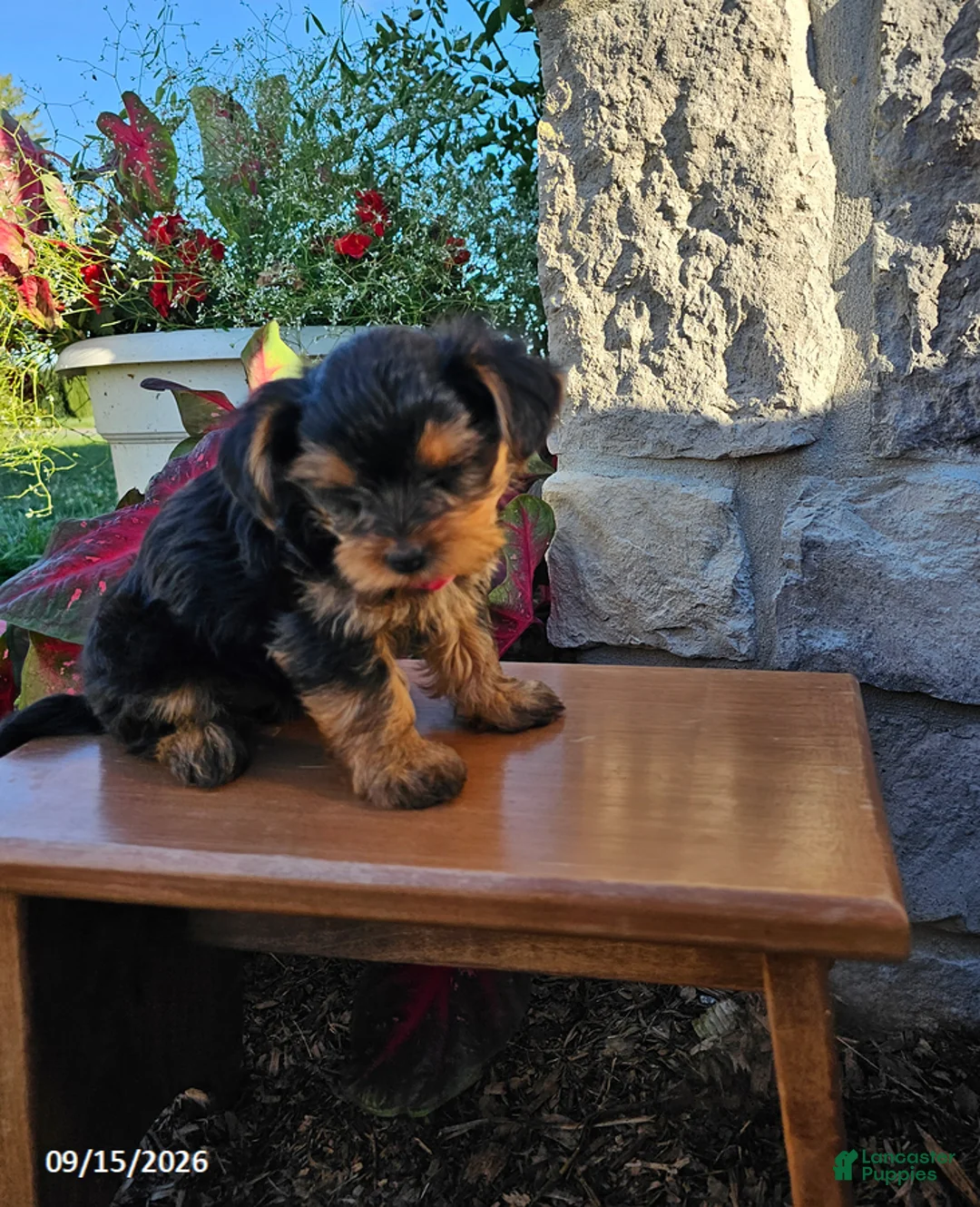 Yorkiepoo dogs for sale: Marble - Ad 2