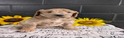 Goldendoodle dogs for sale: Lou - Ad 11