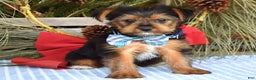 Yorkshire Terrier dogs for sale: Milo - Ad 6