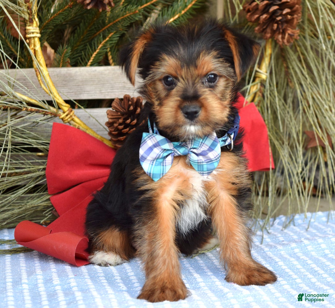 Yorkshire Terrier dogs for sale: Milo - Ad 6