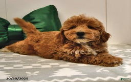 Mini Goldendoodle dogs for sale: Sandra - Image 3