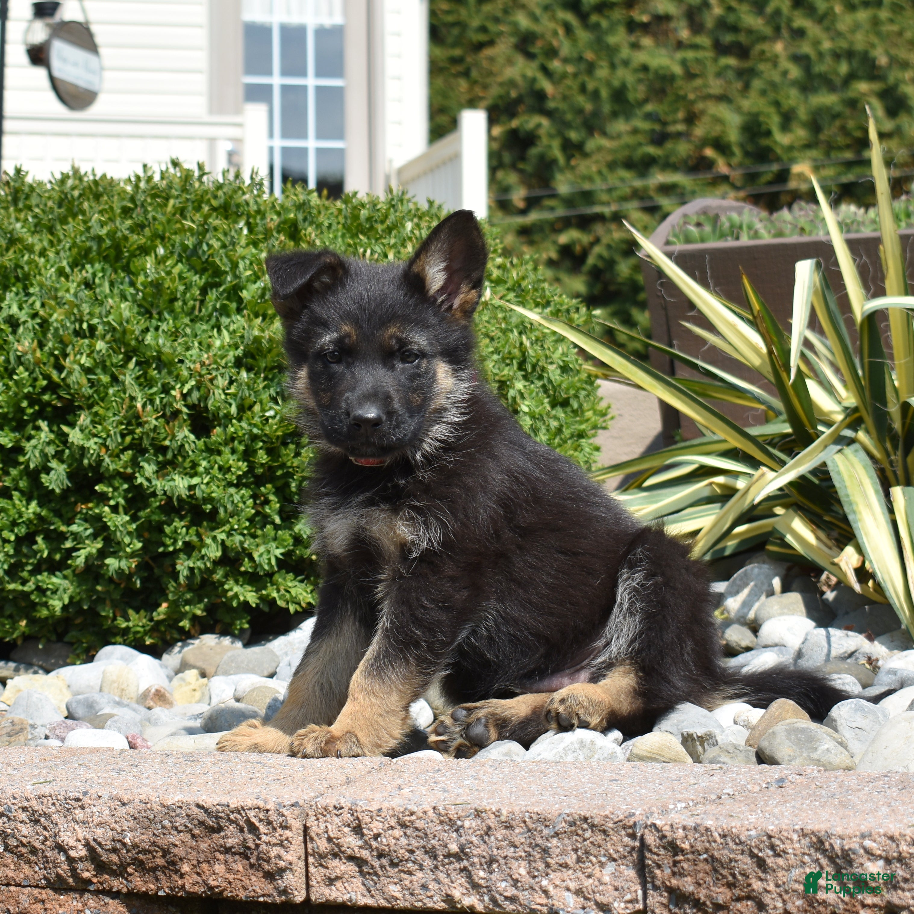 German Shepherd dogs Axel - Ad 2