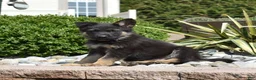 German Shepherd dogs for sale: Axel - Ad 2