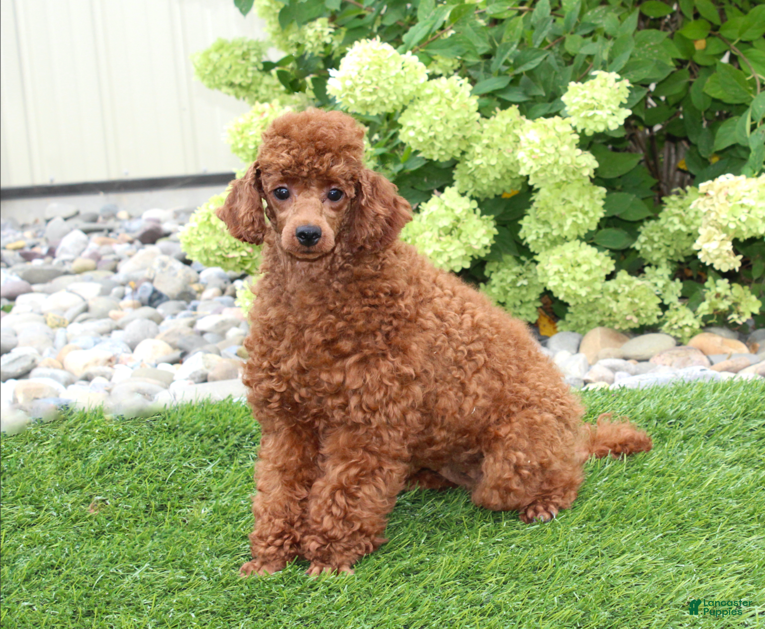 Toy Poodle dogs Xirus - Ad 2