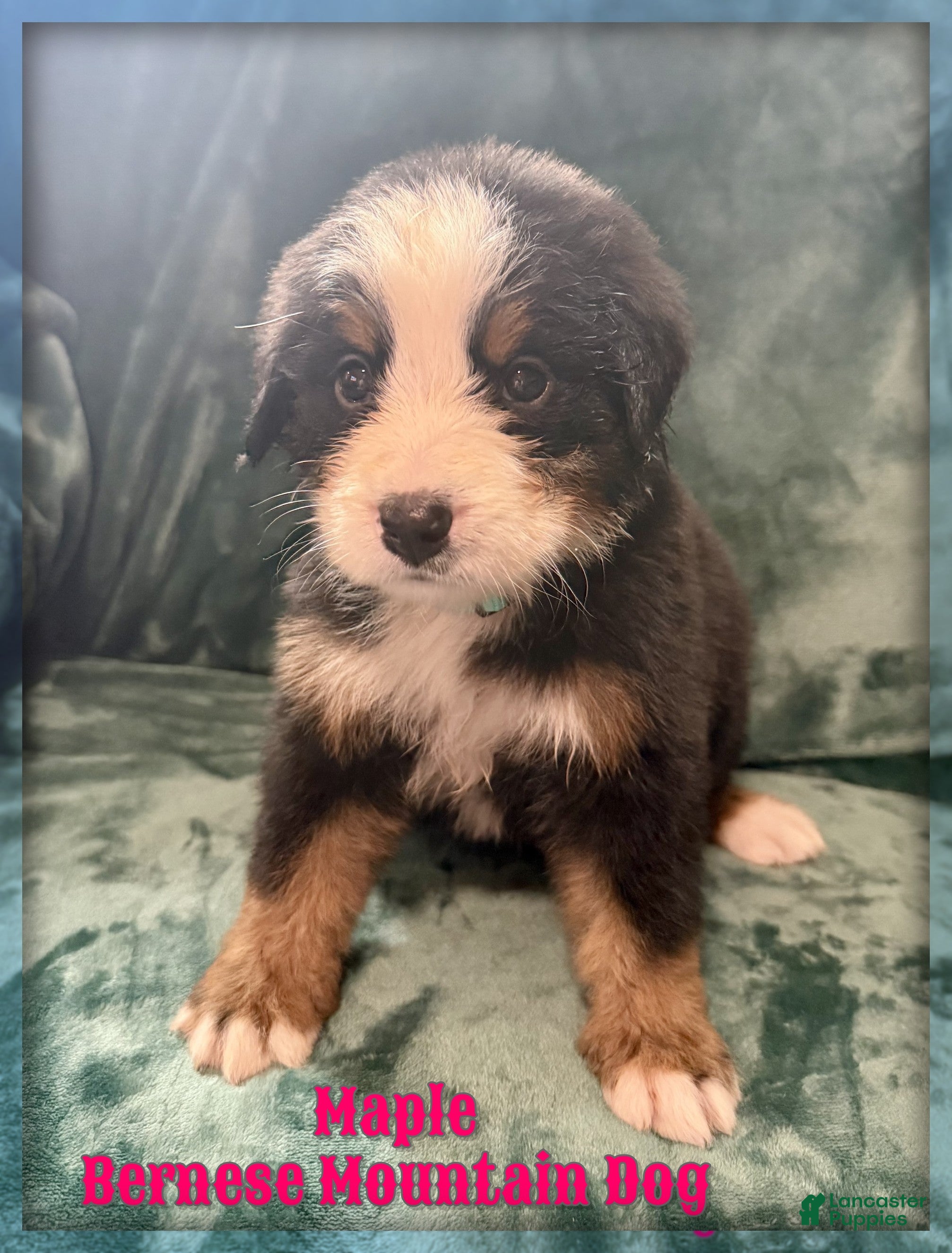 Bernese Mountain Dog dogs Maple - Ad 1