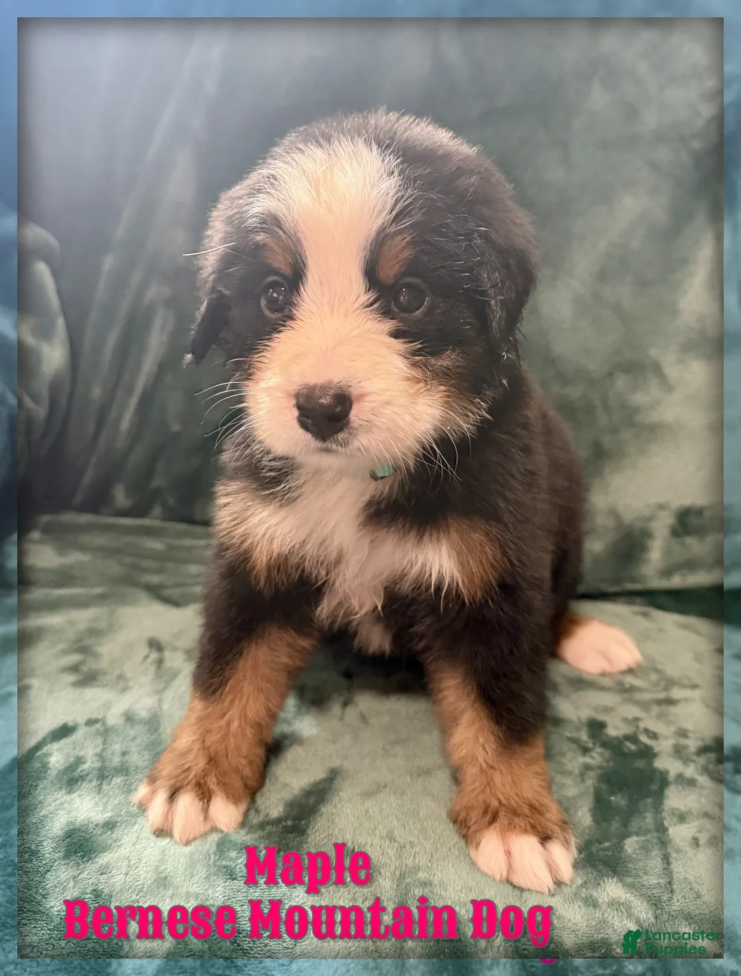 Bernese Mountain Dog dogs for sale: Maple - Ad 1
