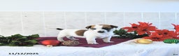 Jack Russell Terrier dogs for sale: Rocky - Ad 9