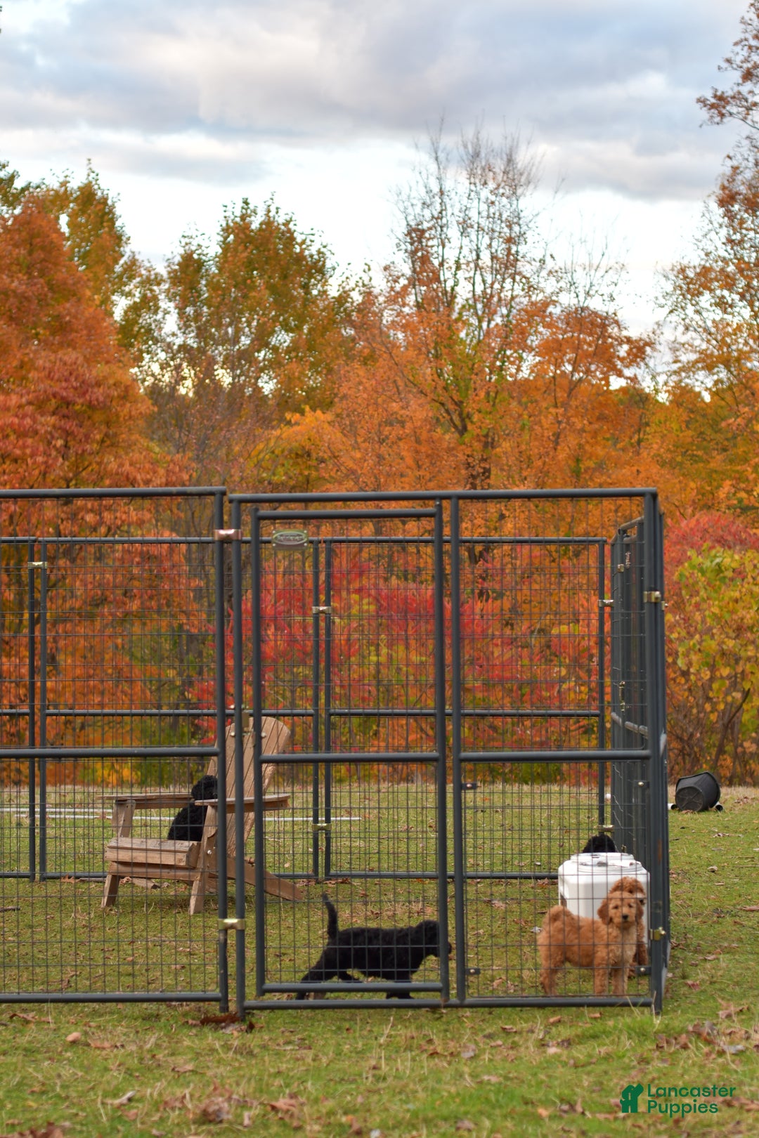 Standard Poodle dogs for sale: Candy - Ad 7