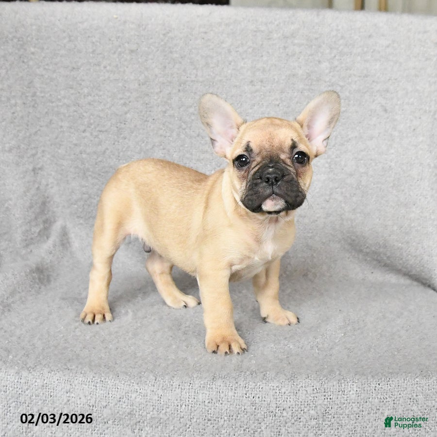 French Bulldog dogs Harley - Ad 22
