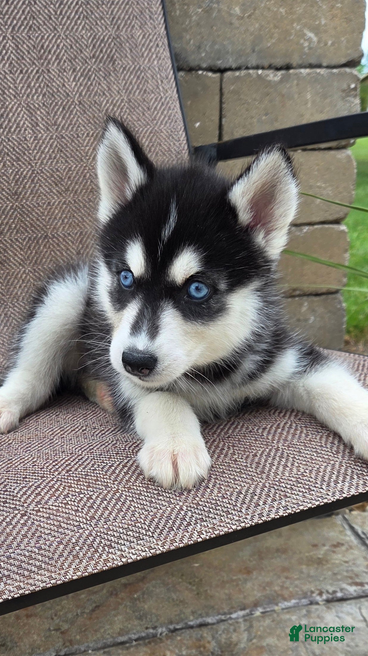 Siberian Husky dogs Everly - Ad 2