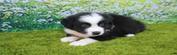 Australian Shepherd dogs for sale: Levi - Ad 3