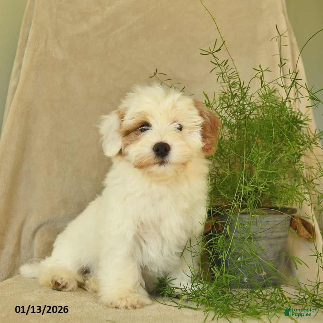 Havapoo dogs for sale: Lancelot - Ad 3