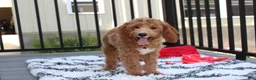 Cavapoo dogs for sale: Lenny  - Ad 11