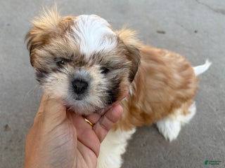 Shih Tzu dogs Shih Tzu Puppy 1 - Ad 38