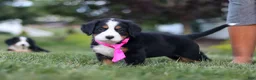 Bernese Mountain Dog dogs for sale: Juliette - Ad 6