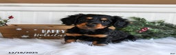 Miniature Dachshund dogs for sale: Piper - Ad 1