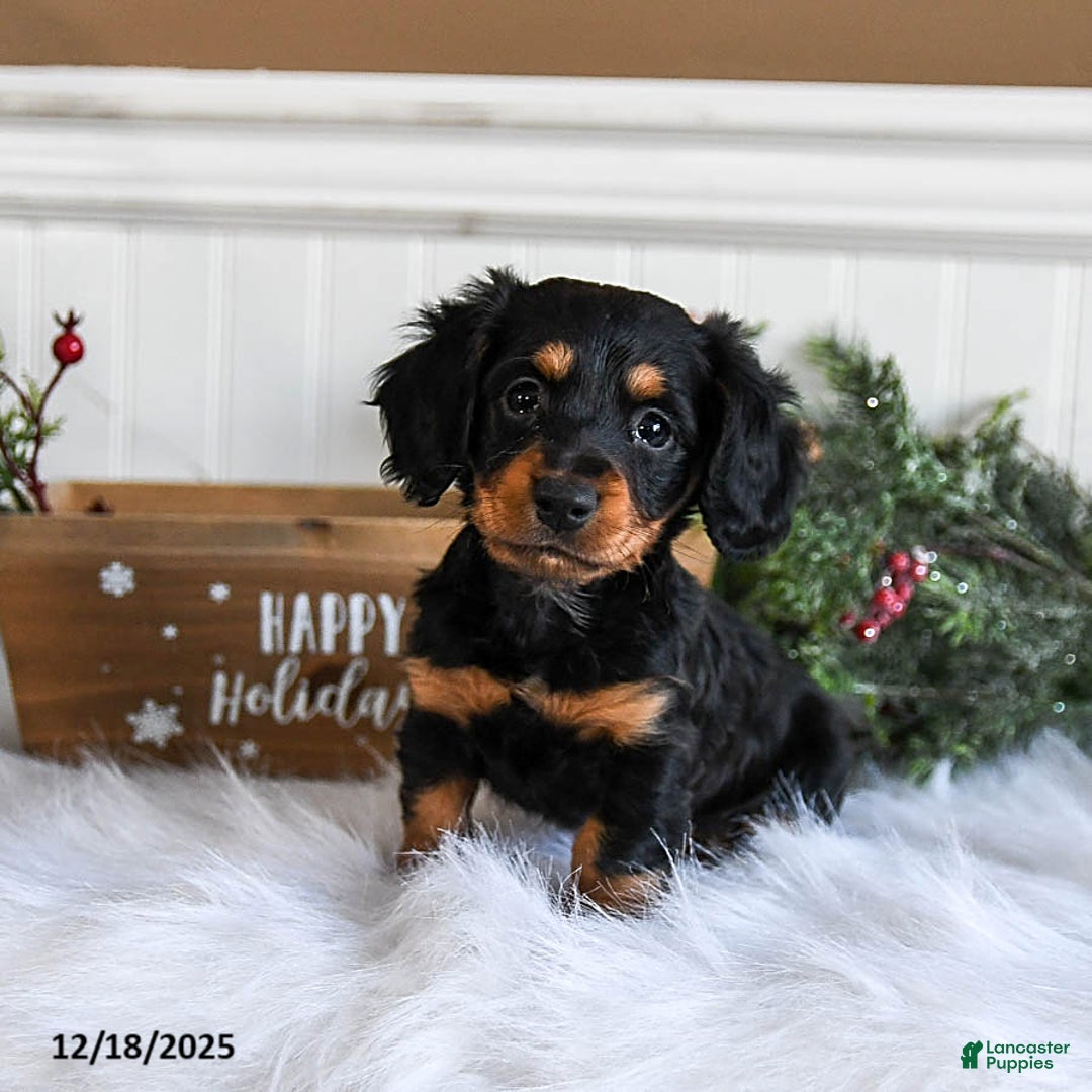 Miniature Dachshund dogs for sale: Piper - Ad 1