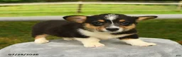 Welsh Corgi Pembroke dogs for sale: Rosie - Ad 2
