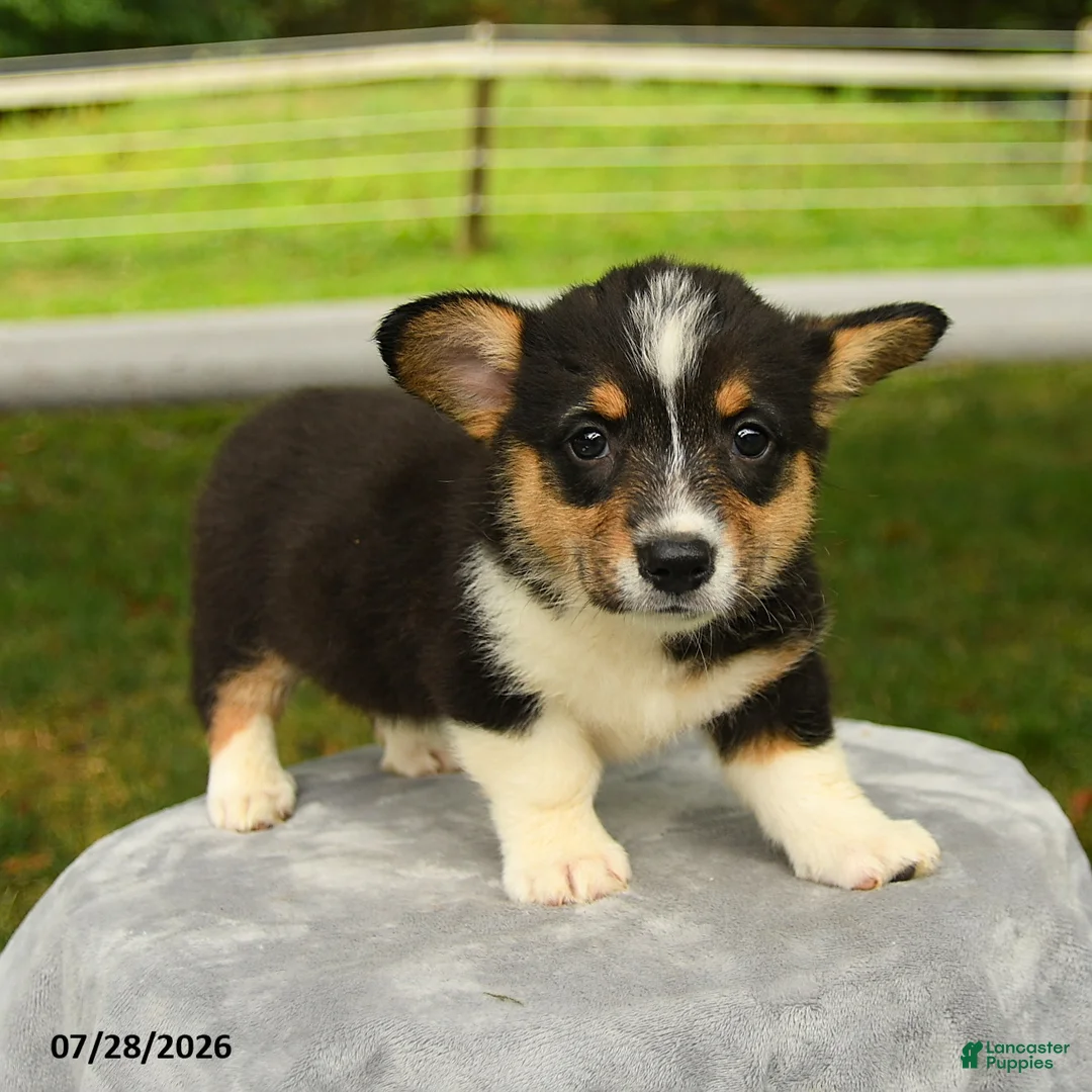 Welsh Corgi Pembroke dogs for sale: Rosie - Ad 2