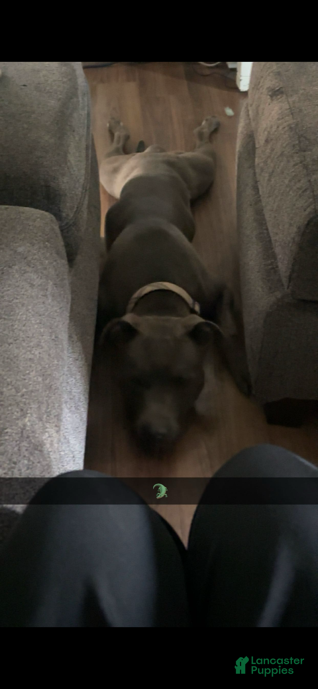 Mixed Breed dogs for sale: Mixed Breed Puppy 1 - Ad 4