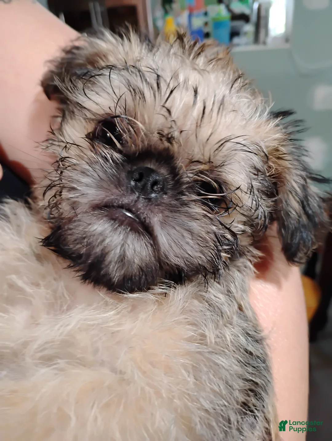 Brussels Griffon dogs for sale: Brussels Griffon 1 - Ad 1