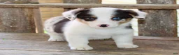 Mixed Breed dogs for sale: Gigi - Ad 3
