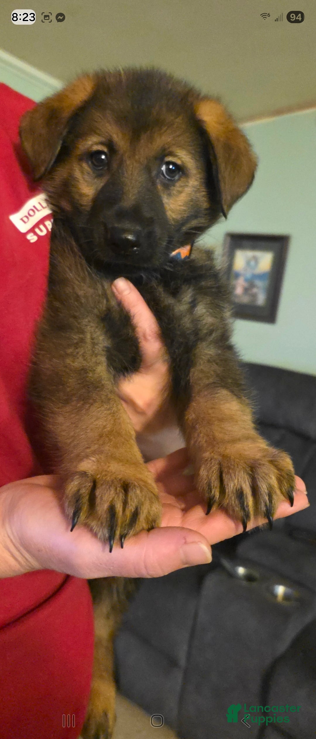 German Shepherd dogs for sale: German Shepherd Puppy 1 - Ad 3