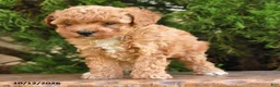 Cavapoo dogs for sale: Tyler - Ad 3