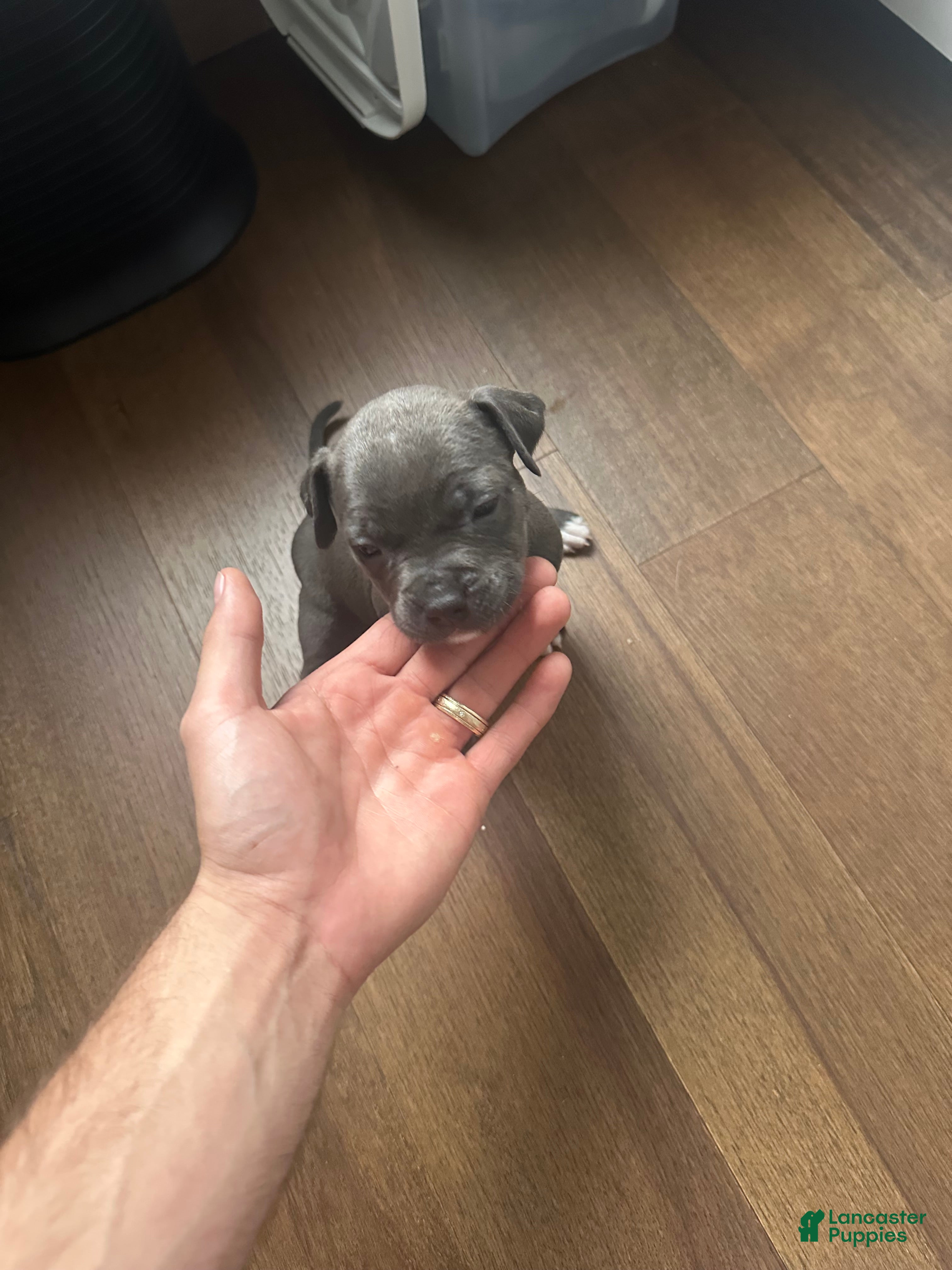 American Pit Bull Terrier dogs American Pit Bull Terrier Puppy 4 - Ad 11