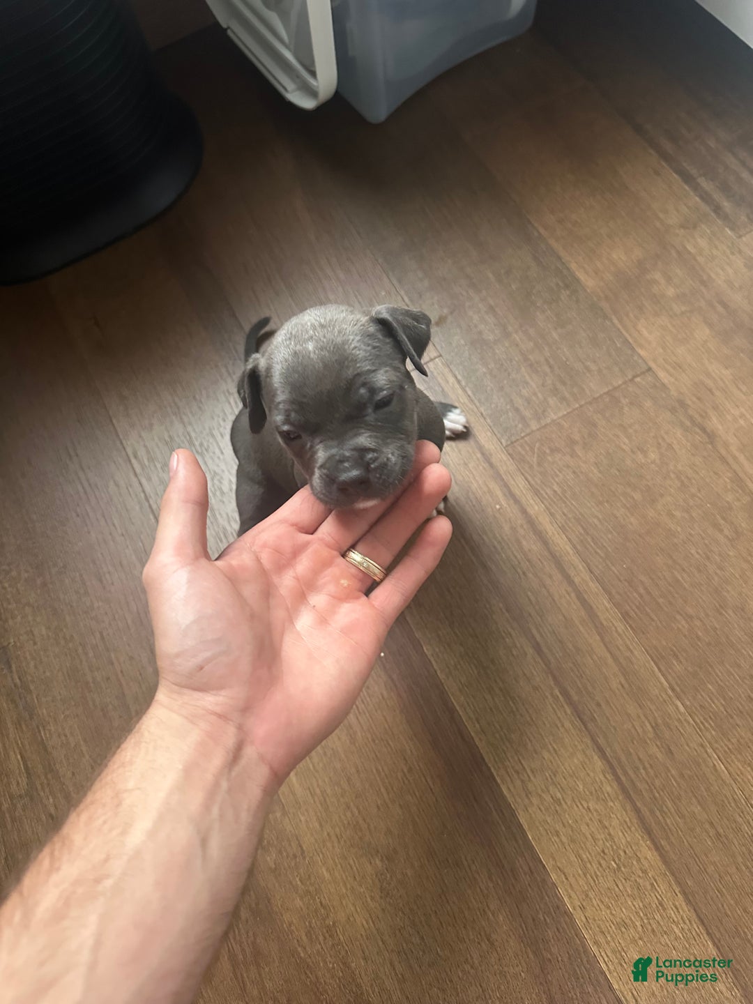 American Pit Bull Terrier dogs for sale: American Pit Bull Terrier Puppy 4 - Ad 1