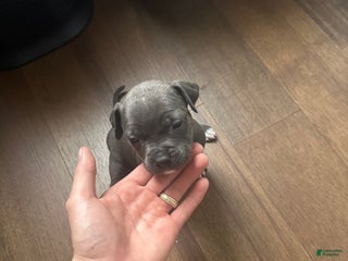 American Pit Bull Terrier dogs American Pit Bull Terrier Puppy 4 - Ad 19