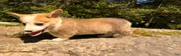 Welsh Corgi Pembroke dogs for sale: Floyd - Ad 8